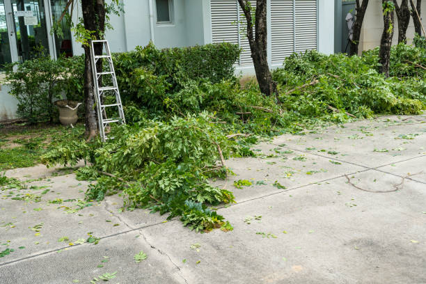 Best Lawn Dethatching  in Manchester, PA