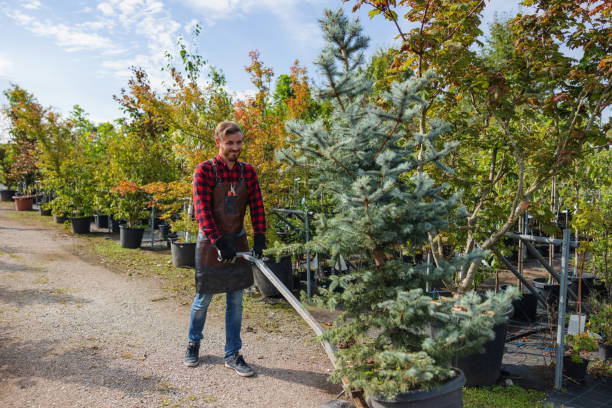 How Our Tree Care Process Works  in  Manchester, PA