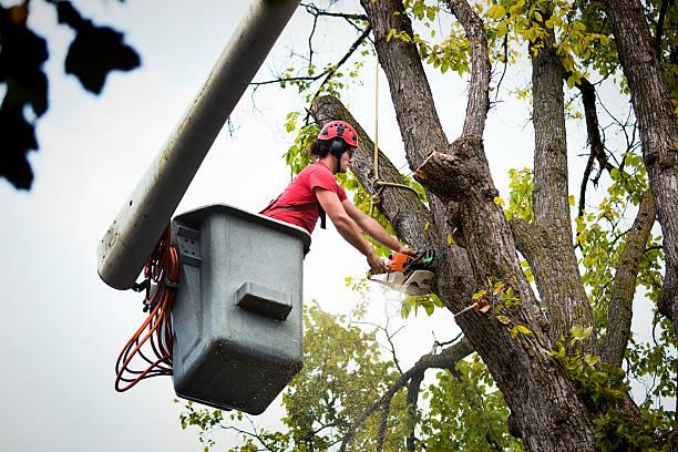 Best Tree Cabling and Bracing  in Manchester, PA